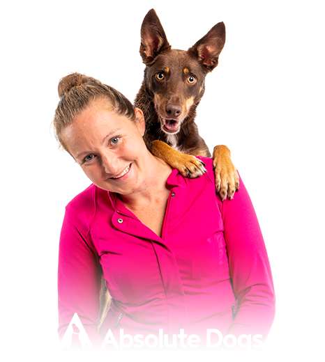 absolute-dogs-hero Graphic design company in NYC featured image: Absolute Dogs