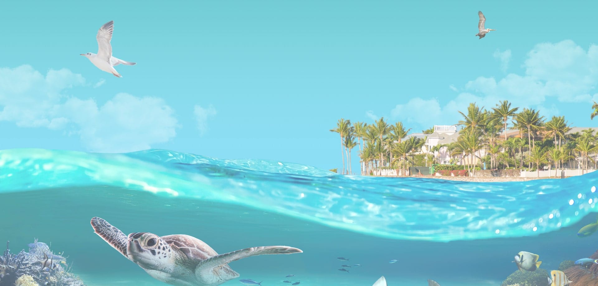 vhokw-background-1 Background image for Vacation Homes Of Key West's case study showing a tropical split-view scene with sea turtle underwater and palm-lined coastline above